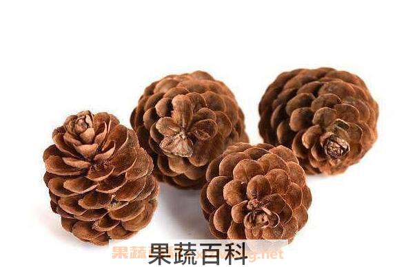 松树果子的功效与作用