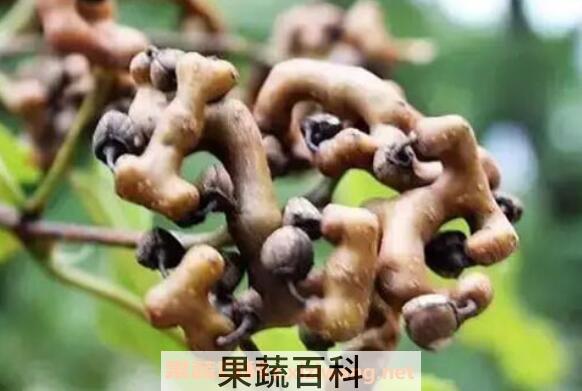 拐枣泡水喝的功效