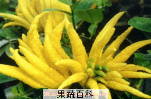 佛手柑油怎么吃 佛手柑油的功效与作用