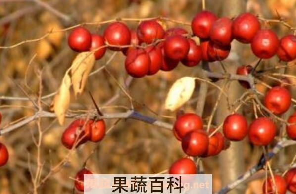 野生酸枣的功效与作用与食用方法