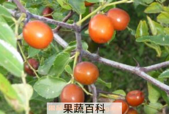 野生酸枣的功效与作用与食用方法