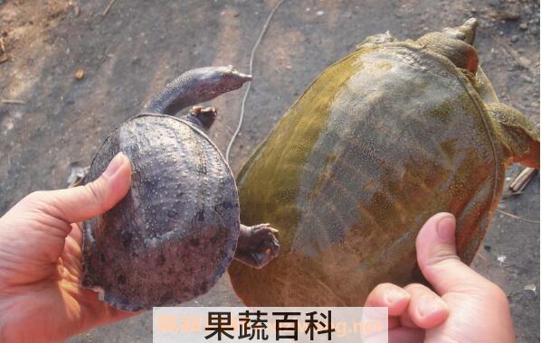 野生甲鱼的营养价值 野生甲鱼的功效