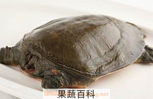 野生甲鱼的营养价值 野生甲鱼的功效
