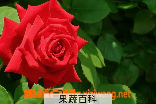 果蔬百科玫瑰