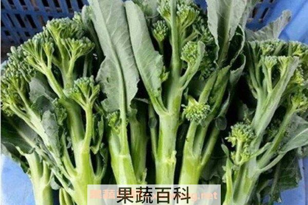 西兰苔