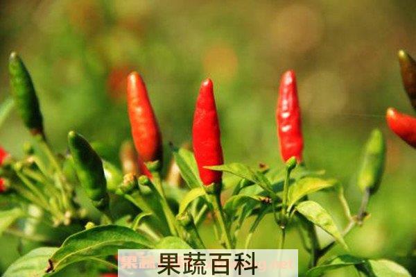美人椒