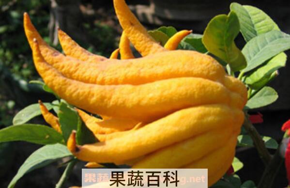 佛手柑的功效与作用