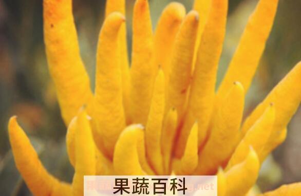 佛手柑的功效与作用