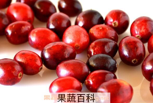 蔓越莓的功效与作用及食用方法