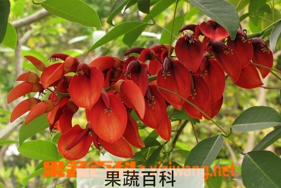 果蔬百科鸡冠刺桐
