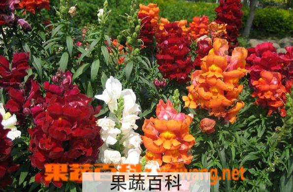 果蔬百科金鱼草