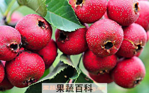 山楂的功效与作用有哪些 吃山楂的好处介绍