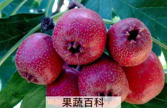 山楂的功效与作用有哪些 吃山楂的好处介绍