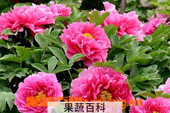 果蔬百科牡丹