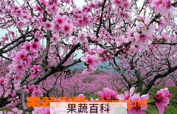果蔬百科春季花