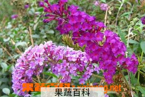 果蔬百科醉鱼草