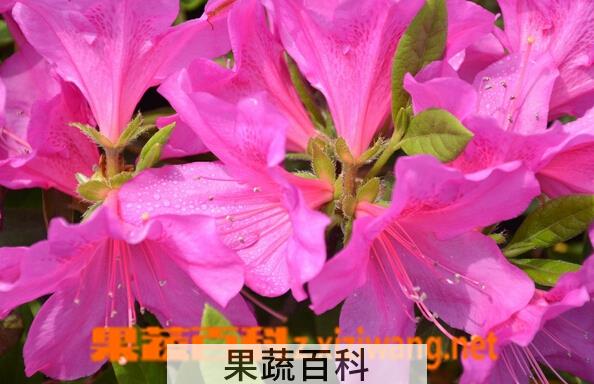 果蔬百科毛鹃