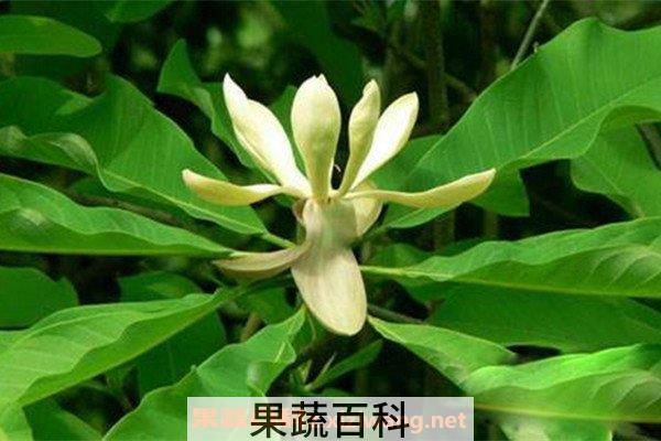 姜厚朴