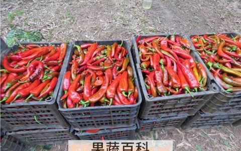 美人椒的营养价值与功效 美人椒的作用和功效