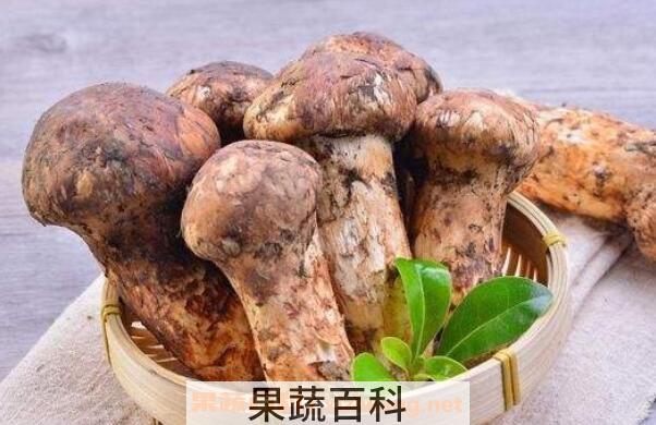 野生松茸怎么吃 野生松茸的食用方法大全