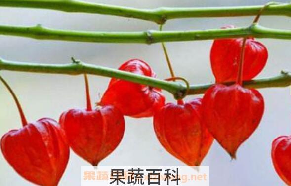  红姑娘的功效与作用 吃红姑娘的好处