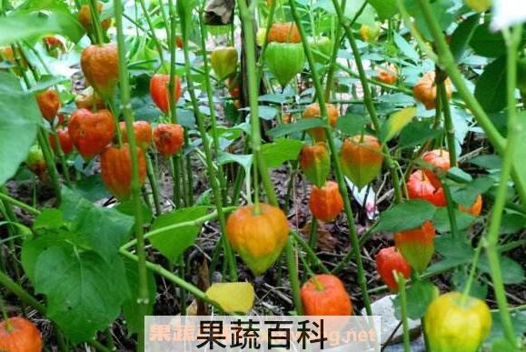  红姑娘的功效与作用 吃红姑娘的好处