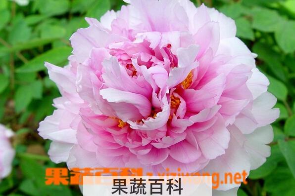 果蔬百科适合室内盆栽花图片