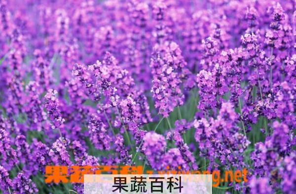 果蔬百科紫色花种类图片和名称