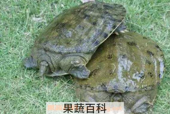 野生甲鱼和养殖甲鱼的区别有哪些