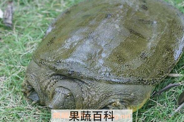 野生甲鱼和养殖甲鱼的区别有哪些