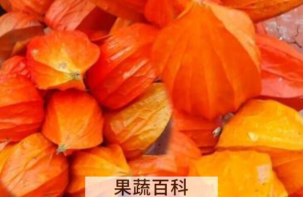 红姑娘的副作用 红姑娘皮泡水切记禁忌