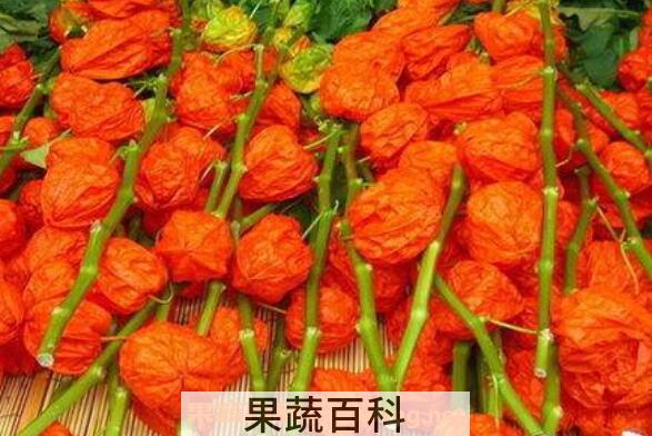 红姑娘的副作用 红姑娘皮泡水切记禁忌