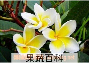 果蔬百科鸡蛋花
