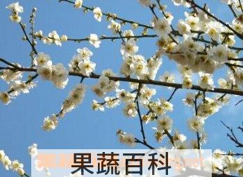 果蔬百科腊梅花