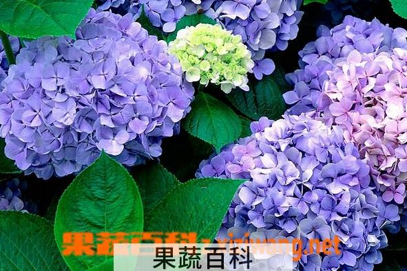 果蔬百科绣球花
