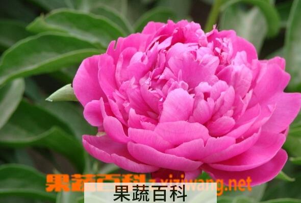 果蔬百科牡丹花