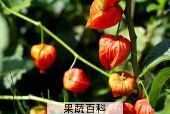 红姑娘怎么吃 红姑娘一天吃几个