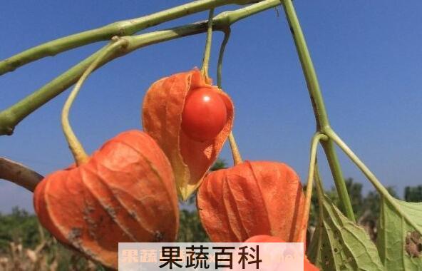 红姑娘怎么吃 红姑娘一天吃几个