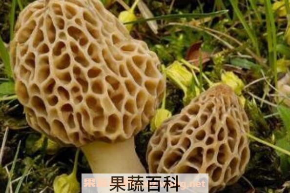 野生菌的功效与作用 吃野生菌的好处