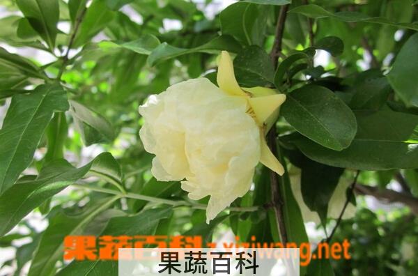 果蔬百科白石榴花
