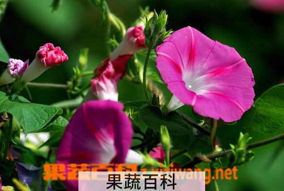 果蔬百科路边野草花