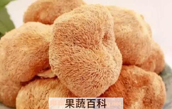 野生猴头菇怎么做好吃 野生猴头菇的食用方法