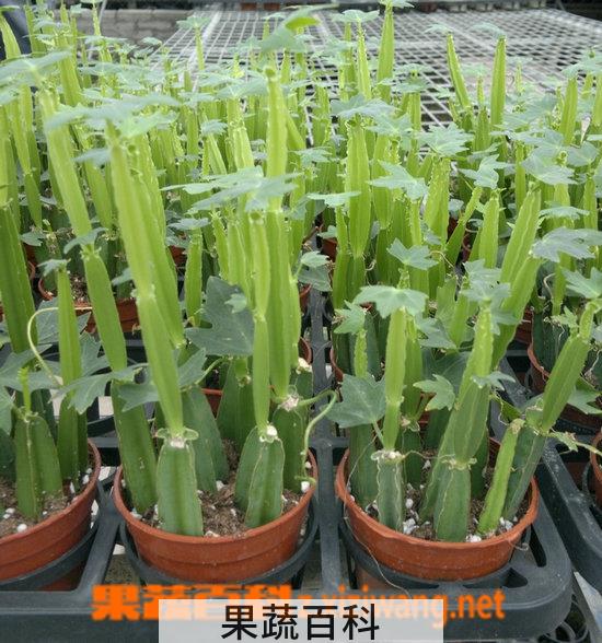 果蔬百科多花野牡丹