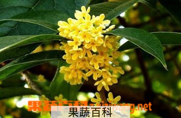 果蔬百科桂花树