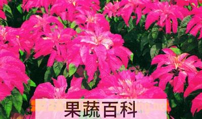 果蔬百科红睡莲