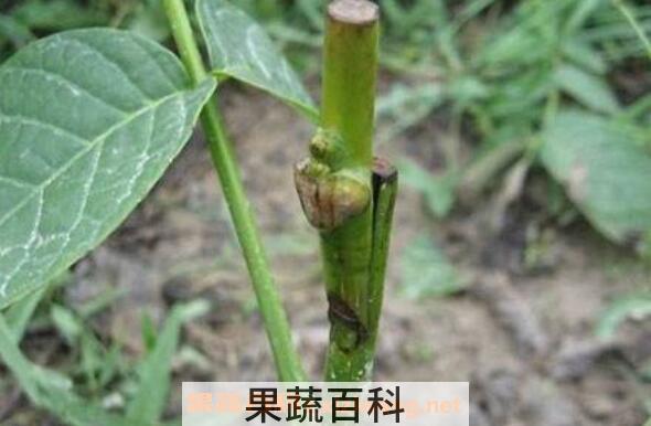 核桃树嫁接时间和方法