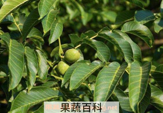 核桃树嫁接时间和方法