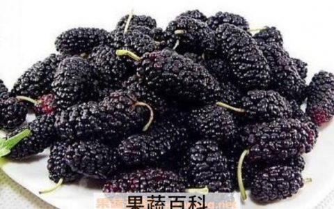 黑桑果的作用及食用方法 黑桑果有什么功效