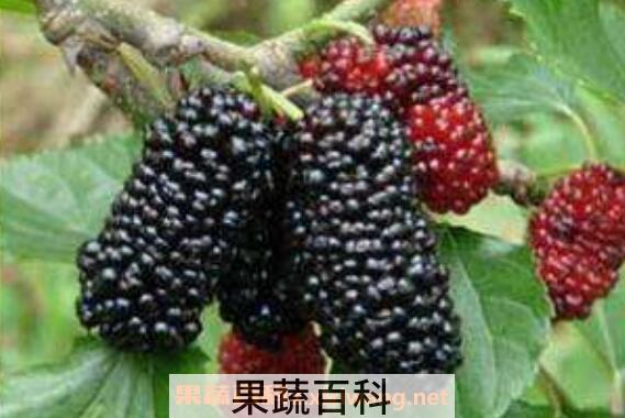 黑桑果的功效与作用 吃黑桑果的好处