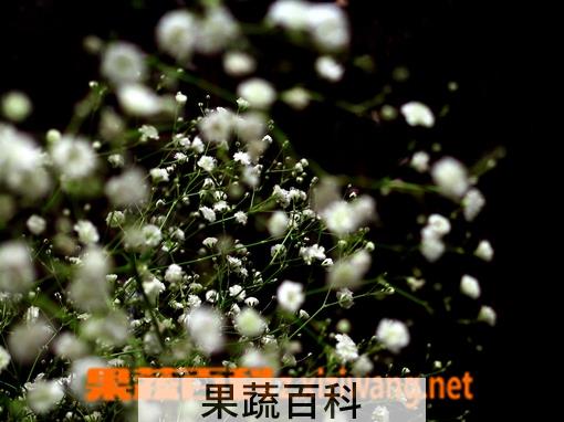果蔬百科满天星